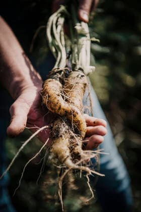 Farmer holding daikon radish while standing at farm model released Symbolfoto property released MJRF00338