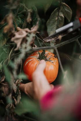 Woman removing rotten tomato from crop at farm model released Symbolfoto property released MJRF00348