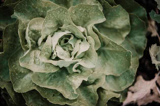 Close-up of lettuce crop at farm property released MJRF00353
