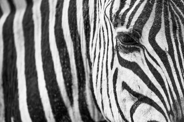 IMAGO Nature: Unsere Erde, Tiere, Gestreifte Tierarten Zebra Closeup Close uo of a zebra showing black and white pattern and eyewhite, zebra, stripes, black, striped, hair, animal, head, eye, black and white, mammal, herbivore, game, african, creative, africa, wild, stripe, wildlife, portrait, neck, pattern, safari, head shot, 