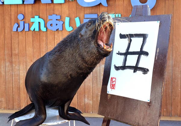 Bilder des Jahres 2020, Entertainment 12 Dezember Entertainment Bilder des Tages December 26, 2020, Yokohama, Japan - A male sea lion Leo writes the word of ox in Chinese character as he works out for a New Yaer s attraction to celebrate the year of ox at the Hakkeijima Sea Paradise aquarium in Yokohama, suburban Tokyo on Saturday, December 25, 2020.  (150942640)