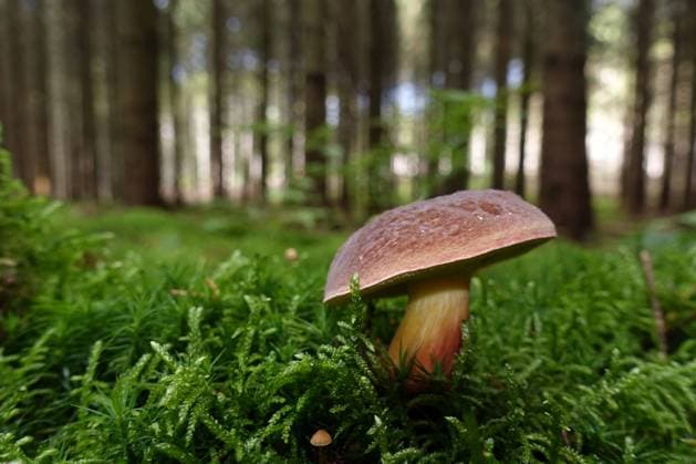 Natur, Pilze, Flockenstieliger Hexen-Röhrling, Neoboletus erythropus 17.10.2020, Neu Kaetwin, Mecklenburg-Vorpommern, GER - Flockenstieliger Hexen-Roehrling steht im Wald. (aussen, Aussenaufnahme, Biologie, Boden, deutsch, Deutschland, Dickroehrling, Donnerpilz, Europa, europaeisch, Flockenstieliger Hexen-Roehrling, Flora, Fruchtkoerper, geniessbar, Gewaechs, Herbst, herbstlich, Hut, Jahreszeit, Kappe, Mecklenburg-Vorpommern, Moos, moosbewachsen, Moosboden, Nahaufnahme, Natur, Neoboletus erythropus, Neu Kaetwin, niemand, Pflanze, Pflanzenwelt, Pilz, QF, Querformat, Schusterpilz, Speisepilz, Tannenpilz, Wald, Waldboden, Waldpflanze, Waldpilz, Westeuropa) 201017D187NEU_KAETWIN.JPG *** 17 10 2020, New Kaetwin, Mecklenburg Vorpommern, GER Flake-stemmed witch boletus standing in the forest outside, outside shot,