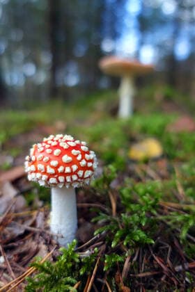 IMAGO Nature: Unsere Erde: Pflanzenwelt: Gepunktete Pflanzen 24.10.2020, Briescht, Brandenburg, GER - Fliegenpilz. (Amanita muscaria, aussen, Aussenaufnahme, Biologie, Boden, Brandenburg, Briescht, deutsch, Deutschland, Europa, europaeisch, Fliegenpilz, Flocken, Flora, Fruchtkoerper, gefaehrlich, gepunktet, Gewaechs, Gift, giftig, Giftnotruf, Giftpilz, Glueck, Gluecksbringer, Glueckssymbol, Herbst, herbstlich, HF, Hochformat, Hut, Jahreszeit, Kappe, Laub, Nahaufnahme, Natur, Naturschutz, niemand, Pflanze, Pflanzenwelt, Pilz, Punkte, Rauschmittel, Schirmpilz, Symbol, Symbolfoto, Symbolik, symbolisch, ungeniessbar, Vergiftung, Wald, Waldboden, Waldpflanze, Waldpilz, Westeuropa) 201024D218BRIESCHT.JPG *** 24 10 2020, Briescht, Brandenburg, GER fly agaric Amanita muscaria, outside, exterior shot, biolog