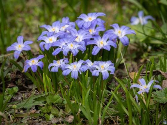 Some Glory-of-the-snow flowers (Chionodoxa luciliae) in spring Wien Österreich