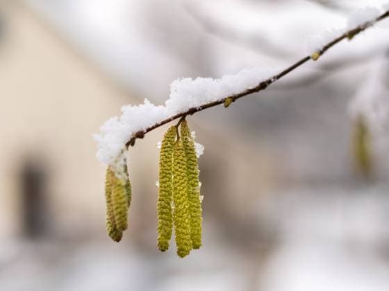 Blossom of a hazel covered with snow in winter, Vienna Austria Wien Österreich