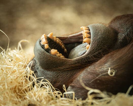 Portrait of a female orangutan (Pongo pygmaeus) lying on a bunch of straw Hietzing Austria