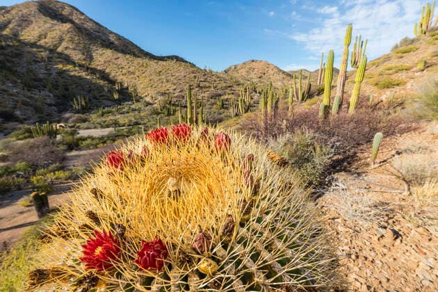 Endemic giant barrel cactus (Ferocactus diguetii) on Isla Santa Catalina, Baja California Sur, Mexico, North America Copyright: MichaelxNolan 1112-5573