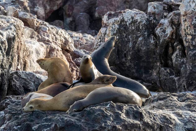 California sea lions (Zalophus californianus), at Isla San Pedro Martir, Baja California, Mexico, North America Copyright: MichaelxNolan 1112-5590