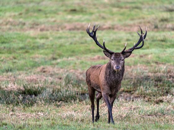 Red Deer, Killarney National Park, County Kerry, Munster, Republic of Ireland, Europe Copyright: CarstenxKrieger 1240-358