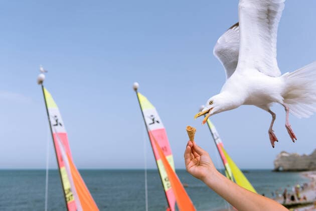 A european herring gull stealing an ice cream cone from a hand in flight, beach in Etretat (Normandy France) Etretat France
