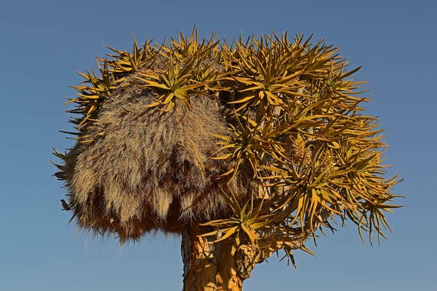 Nest des Siedelweber (Philetairus socius) in einem Koecherbaum oder Quivertree (Afrikaans: Kokerboom, Aloe dichotoma) bei Sonnenaufgang , Keetmanshoop, Namibia, Afrika mcpins