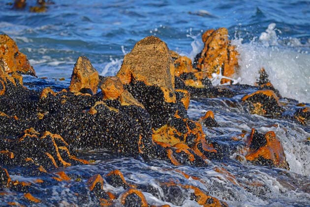 Muschelbank an den Felsen von Bird Island, Lamberts Bay, Western Cape, Westkap, Suedafrika, Afrika mcpins *** Shell bank on the rocks of Bird Island, Lamberts Bay, Western Cape, Western Cape, South Africa, Africa mcpins mcpins