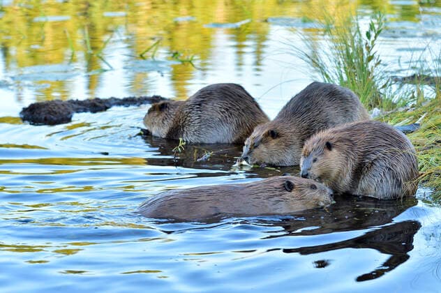 A family of wild beavers (Castor Canadensis); playing and feeding on the shore of Maxwell Lake in Hinton, Alberta, Canada acp1, Copyright: xRobertxBxMcGoueyx  acp120530 RobertxBxMcGouey