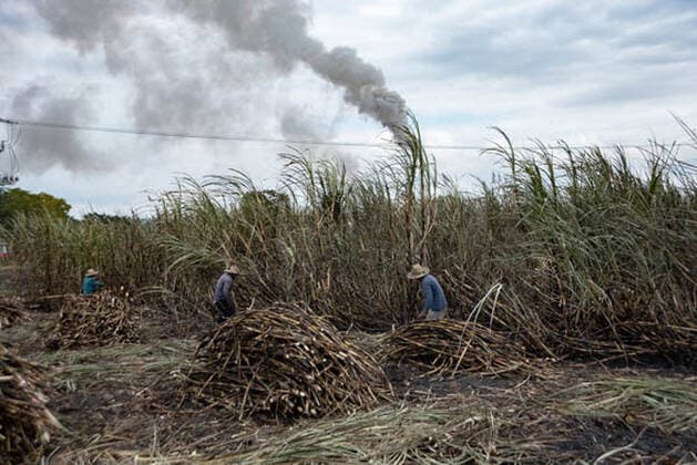 January 5, 2021, Coatepec, Veracruz, Mo xico: Farm workers cut the sugar cane in Veracruz. More than 6000 hectares of sugarcane are cut per year by migrant and indigenous workers from the center of the country. Coatepec MÃ xico - ZUMAqp1_ 20210105_zip_qp1_004 Copyright: xHectorxAdolfoxQuintanarxPerezx