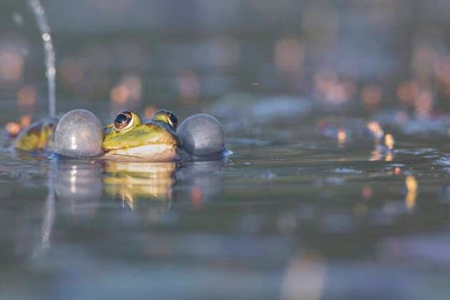 IMAGO Creative: Reflexionen - Natur IMAGO Creative: 2021 Favoriten Creative Highlights World Seefrosch, See-Frosch (Rana ridibunda, Pelophylax ridibundus), quakendes Maennchen, Deutschland, Bayern marsh frog, lake frog (Rana ridibunda, Pelophylax ridibundus), croaking male, Germany, Bavaria BLWS635480