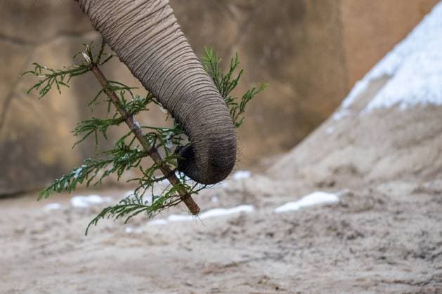 African elephants (Loxodonta africana) in the Safari Park Dvur Kralove nad Labem, Czech Republic, got from their keepers popular yearly delicatessen in the form of unsold Christmas trees, on January 11, 2021. (CTKxPhoto DavidxTanecek) CTKPhotoP202101110472901  TAD 006