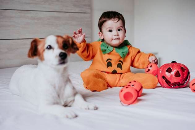Baby boy wearing halloween costume sitting with dog on bed at home model released Symbolfoto property released EBBF00878