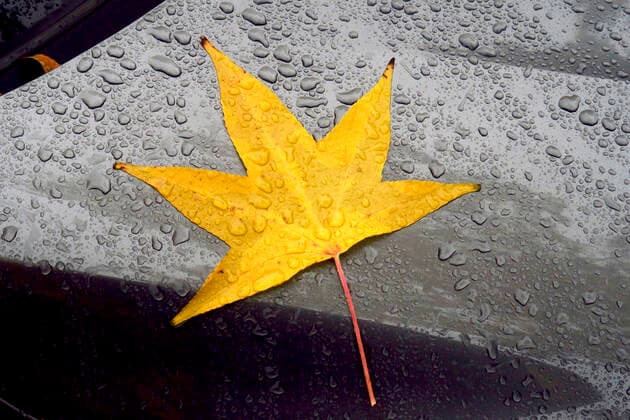 Yellow American sweetgum (Liquidambar styraciflua) leaf lying on car hood covered in raindrops JTF01723