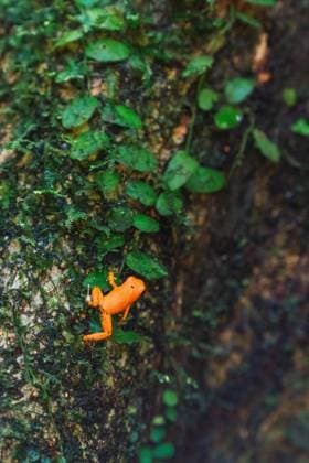 Closeup shot of small orange exotic frog on wet overgrown rock, Panama, Model released Copyright: xKikexArnaizx MR