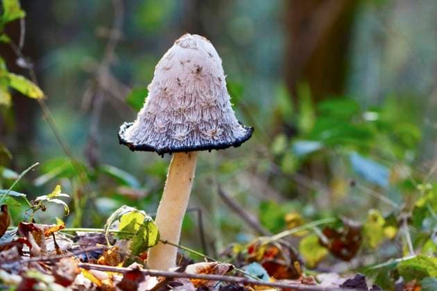 Natur, Pilze, Schopf-Tintling, Spargelpilz, Porzellantintling oder Tintenpilz - Coprinus comatus Schopftintling, Schopf-Tintling, Tintenpilz, Tinten-Pilz, Spargelpilz, Spargel-Pilz, Porzellan-Tintling, Porzellantintling (Coprinus comatus, Coprinus ovatus), Fruchtkoerper, Deutschland, NRW Shaggy ink cap, Lawyer s wig, Shaggy mane (Coprinus comatus, Coprinus ovatus), fruiting body, Germany, North Rhine-Westphalia BLWS635885 *** Schopftintling, Schopf Tintling, Tintenpilz, Tinten Pilz, Spargelpilz, Spargel Pilz, Porzellan Tintling, Porzellantintling Coprinus comatus, Coprinus ovatus , fruiting body, Germany, NRW Shaggy ink cap, Lawyer s wig, Shaggy mane Coprinus comatus, Coprinus ovatus , fruiting body, Germany, North Rhine Westphalia BLWS635885 Copyright: xblickwinkel C.xStennerx