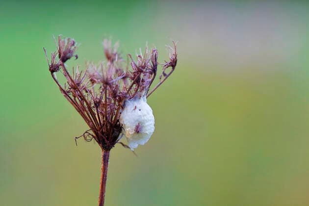 Wilde Moehre (Daucus carota), Fruchtstand mit Kokon, Deutschland, NRW Queen Anne s lace, wild carrot (Daucus carota), infructescence with cocoon, Germany, North Rhine-Westphalia BLWS635894 *** Wild carrot Daucus carota , infructescence with cocoon, Germany, North Rhine Westphalia Queen Anne s lace, wild carrot Daucus carota , infructescence with cocoon, Germany, North Rhine Westphalia BLWS635894 Copyright: xblickwinkel C.xStennerx