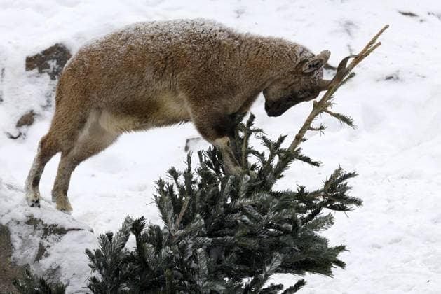 MOSCOW, RUSSIA - JANUARY 14, 2021: A markhor plays with a conifer tree at an enclosure of the Moscow Zoo. The zoo accepts Christmas fir and pine trees that are used as additional natural setting, and some animals eat them. Mikhail Japaridze TASS  TS0F421D