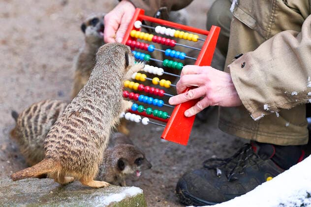 Bilder des Jahres 2021, Entertainment 01 Januar Entertainment Themen der Woche KW02 Entertainment Bilder des Tages Erdmännchen bei der Inventur zum Jahresbeginn 2021 im Erlebnis-Zoo Hannover. Hannover, 14.01.2021 *** Meerkats taking inventory at the beginning of 2021 at Hannover Adventure Zoo Hannover, 14 01 2021 Foto:xU.xStammx xFuturexImage