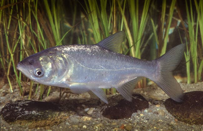 Silberkarpfen, Gewoehnlicher Tolstolob (Hypophthalmichthys molitrix), schwimmend silver carp, tolstol (Hypophthalmichthys molitrix), swimming BLWS635586 *** Silver carp, common tolstolob Hypophthalmichthys molitrix , swimming silver carp, tolstol Hypophthalmichthys molitrix , swimming BLWS635586 Copyright: xblickwinkel A.xHartlx