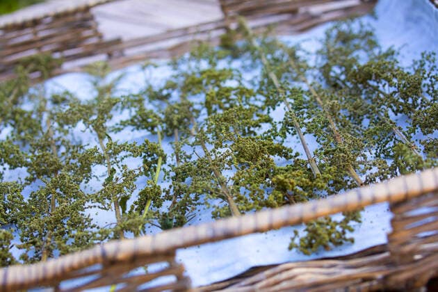 Grosse Brennnessel, Grosse Brennessel (Urtica dioica), Staengel mit Brennnesselsamen werden auf einem Tablett getrocknet, Deutschland stinging nettle (Urtica dioica), stalks with nettle seeds are dried on a tray, Germany BLWS635725 *** Stinging nettle Urtica dioica , stalks with nettle seeds are dried on a tray, Germany BLWS635725 Copyright: xblickwinkel F.xHeckerx