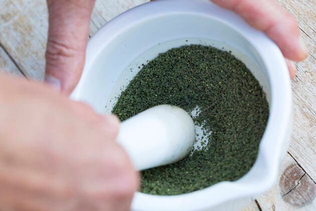 Grosse Brennnessel, Grosse Brennessel (Urtica dioica), Samen werden in einem Moerser zerquetscht, Deutschland stinging nettle (Urtica dioica), seeds are crushed in a mortar, Germany BLWS635751 *** Grosse Nettle, Grosse Brennessel Urtica dioica , seeds are crushed in a mortar, Germany BLWS635751 Copyright: xblickwinkel F.xHeckerx