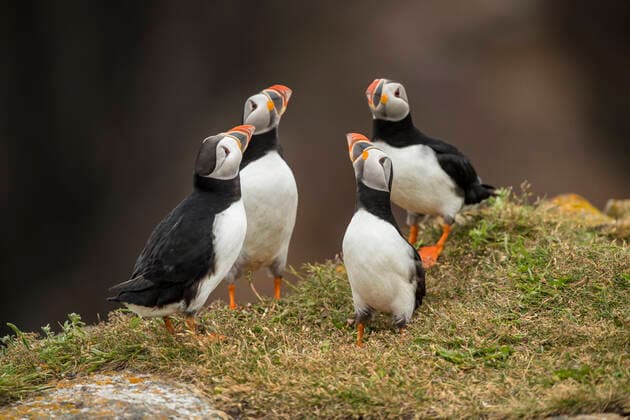 Atlantic puffin (Fratercula arctica)  acp133445 DonxJohnston