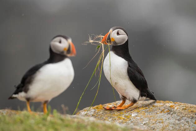 Atlantic puffin (Fratercula arctica) Gathering nesting material from a grassy bluff  acp133450 DonxJohnston