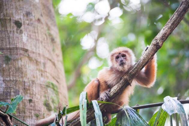 IMAGO Nature: Unsere Erde, Naturschutz, Naturschutzgebiete in Südamerika White fronted Capuchin Monkey (Cebus albifrons), Monkey Island (Isla de los Monos), Tambopata National Reserve, Peru MatthewxWilliams-Ellis,xwww.matthewwilliams-ellis.com YES 20200828 1051_rf_24_mwe_08693