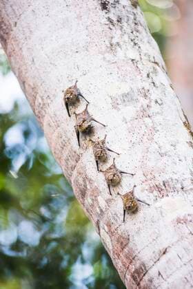 IMAGO Nature: Unsere Erde, Naturschutz, Naturschutzgebiete in Südamerika Proboscis Long Nosed Bats (Rhynchonycteris naso), Sandoval Lake, Tambopata National Reserve, Peru MatthewxWilliams-Ellis,xwww.matthewwilliams-ellis.com YES 20200828 1051_rf_24_mwe_08745