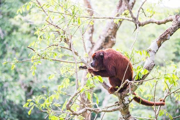 IMAGO Nature: Unsere Erde, Naturschutz, Naturschutzgebiete in Südamerika Red Howler Monkey (Alouatta Seniculus), Tambopata National Reserve, Puerto Maldonado Amazon Jungle area of Peru MatthewxWilliams-Ellis,xwww.matthewwilliams-ellis.com YES 20200828 1051_rf_24_mwe_08780