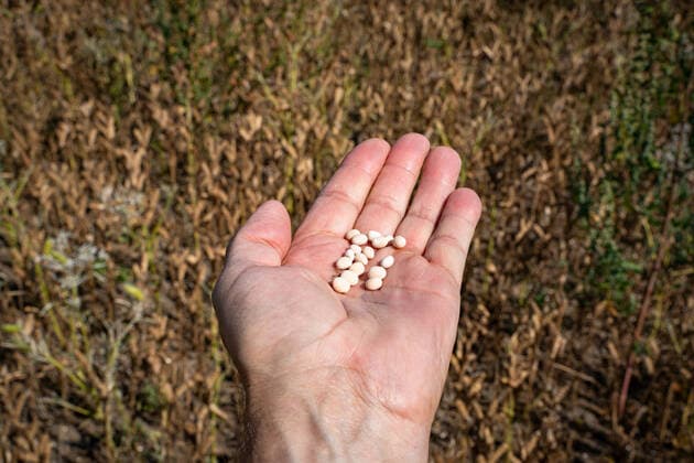 Veganer Trend - Lupinen als Eiweisträger. Hand mit erntereifen Lupinensamen und Lupinenschoten vor einem erntereifen Lupinenfeld. Vereinzelt sieht man auch in Norddeutschland inzwischen Felder, auf denen Leguminosen angebaut werden, z.b: Erbsen, Ackerbohnen oder wie hier im Bild weiße Lupinen. Der hohe Proteingehalt macht sie zur Soja-Alternative, gleichzeitig sind Leguminosen Stickstoffsammler und reichern den Boden damit an. Raum Weser-Ems Niedersachsen Deutschland *** Vegan trend Lupines as protein carriers Hand with harvestable lupine seeds and lupine pods in front of a harvestable lupine field Occasionally you can see fields in northern Germany where legumes are cultivated, e g peas, field beans or white lupines as shown here The hi