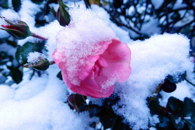 Rosenblüte vom Wintereinbruch überrascht und in Schnee gehüllt fotografiert am 17.01.2021 Rosenblüte vom Wintereinbruch überrascht und in Schnee gehüllt.