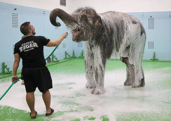 Bilder des Jahres 2021, Entertainment 01 Januar Entertainment Themen der Woche KW03 News Bilder des Tages Entertainment Bilder des Tages MOSCOW, RUSSIA - JANUARY 18, 2021: Elephant cow Nicole doused with water on her birthday at the Great Moscow State Circus. Vyacheslav Prokofyev TASS  TS0F47EB