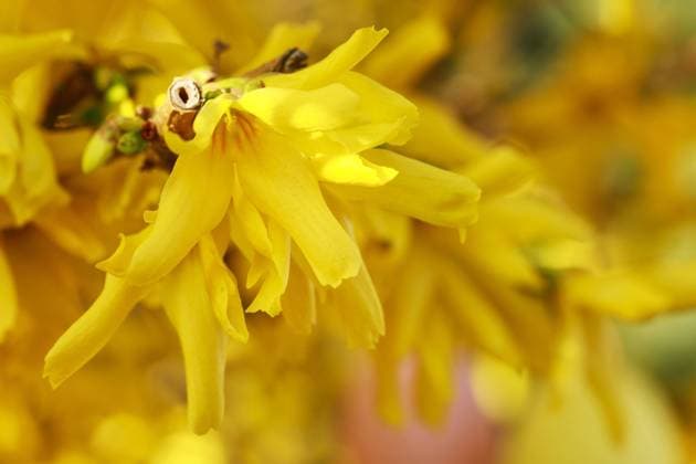 Colorful easter eggs hanging on the forsythia shrub in the garden. Spring time  BEW1D6211E7