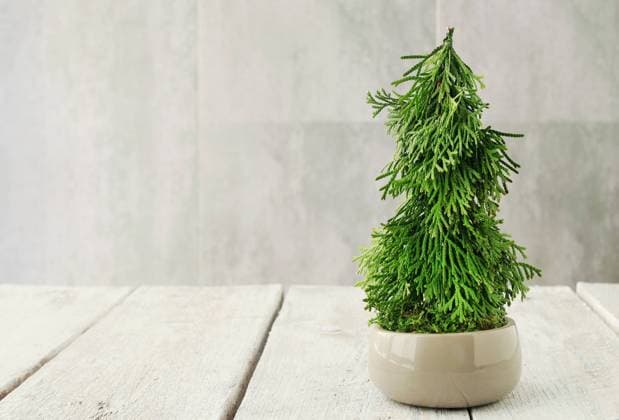 Florist at work: How to make beautiful Christmas decoration in fir shape using thuja twigs and moss. Step by step, tutorial.  BEW1D88CC85