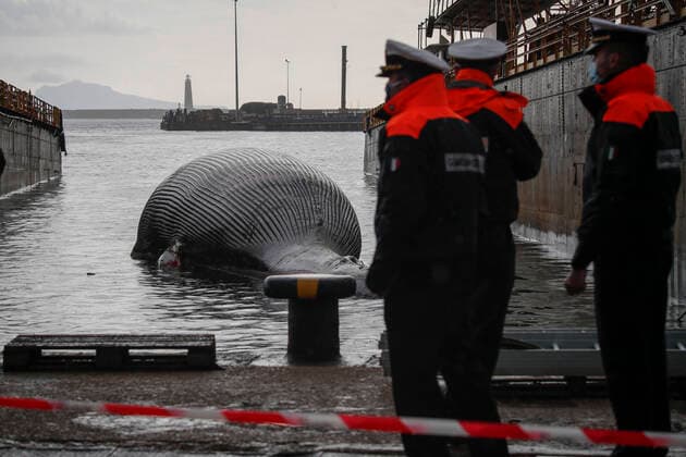 Italien, im Golf von Neapel wird ein Wal-Kadaver geborgen The recovery by the coast guard of the carcass of the whale found dead in the waters of the Gulf of Naples has begun  Copyright: xSalvatorexLaportax xIPAx xKontrolabx