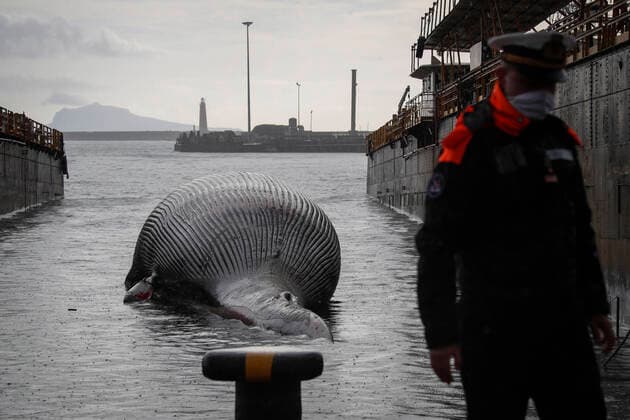 Italien, im Golf von Neapel wird ein Wal-Kadaver geborgen The recovery by the coast guard of the carcass of the whale found dead in the waters of the Gulf of Naples has begun  Copyright: xSalvatorexLaportax xIPAx xKontrolabx