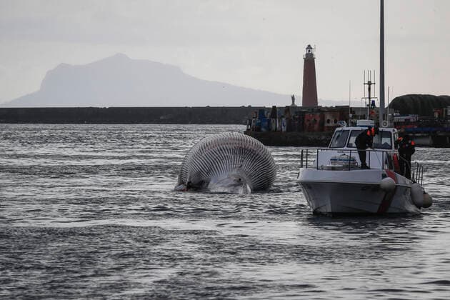 News Themen der Woche KW03 News Bilder des Tages Italien, im Golf von Neapel wird ein Wal-Kadaver geborgen The recovery by the coast guard of the carcass of the whale found dead in the waters of the Gulf of Naples has begun  Copyright: xSalvatorexLaportax xIPAx xKontrolabx