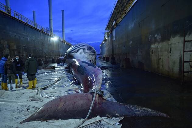 Foto IPP Felice De Martino Napoli 20 01 2021 la carcassa di una balena lunga 23 metri per quasi 70 tonnellate di peso recuperata nel porto turistico di Marina Piccola a Sorrento e successivamente trasportata al molo San Vincenzo di Napoli nella foto la carcassa della balena Italy Photo Press World Copyright