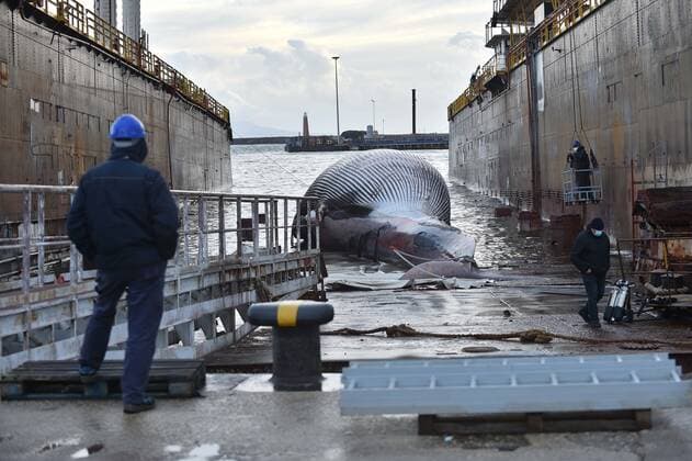 Foto IPP Felice De Martino Napoli 20 01 2021 la carcassa di una balena lunga 23 metri per quasi 70 tonnellate di peso recuperata nel porto turistico di Marina Piccola a Sorrento e successivamente trasportata al molo San Vincenzo di Napoli nella foto la carcassa della balena Italy Photo Press World Copyright
