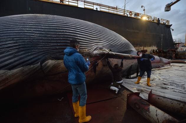 Foto IPP Felice De Martino Napoli 20 01 2021 la carcassa di una balena lunga 23 metri per quasi 70 tonnellate di peso recuperata nel porto turistico di Marina Piccola a Sorrento e successivamente trasportata al molo San Vincenzo di Napoli nella foto la carcassa della balena viene misurata Italy Photo Press World Copyright