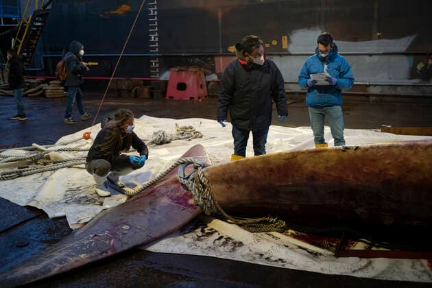 Dead Whale in Napoli Like a funeral procession, in the night, on a mirror of black sea. The whale that died last Thursday in the waters of the port of Sorrento crossed the gulf, transported by a convoy of boats, the CP267 and CP532 patrol boats of the coast guard, arriving this morning in Naples. Naples Italy Copyright: VincenzoxNoletto