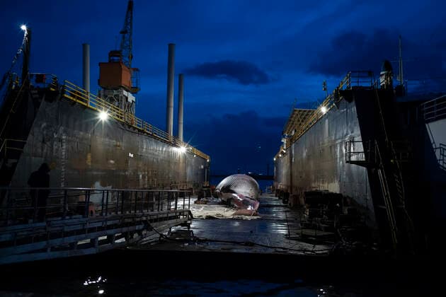 Dead Whale in Napoli Like a funeral procession, in the night, on a mirror of black sea. The whale that died last Thursday in the waters of the port of Sorrento crossed the gulf, transported by a convoy of boats, the CP267 and CP532 patrol boats of the coast guard, arriving this morning in Naples. Naples Italy Copyright: VincenzoxNoletto