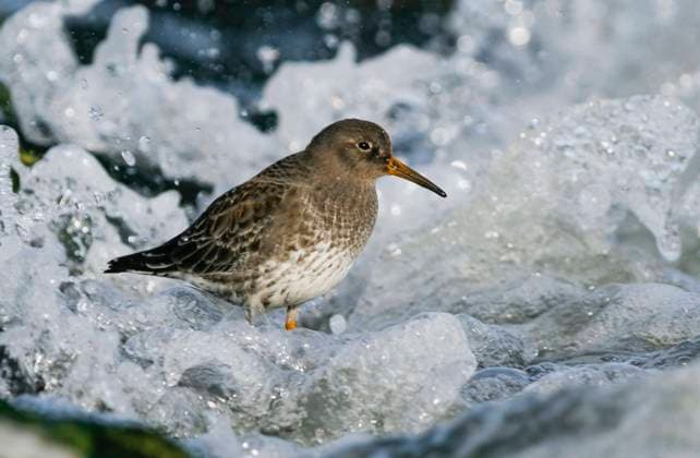 Creative Highlights World Meerstrandlaeufer, Meer-Strandlaeufer (Calidris maritima), Juveniler Meerstrandlaeufer im zweiten Jahr steht in der Brandung der Nordsee, Deutschland purple sandpiper (Calidris maritima), 2nd year standing in the surf of the North Sea, Germany BLWS636316