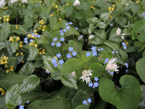 Kaukasus-Vergissmeinnicht, Kaukasusvergissmeinnicht, Grossblaettriges Kaukasus-Vergissmeinnicht, Grossblaettriges Kaukasusvergissmeinnicht (Brunnera macrophylla), bluehend in einem Staudenbeet zusammen mit Baerlauch und Goldnessel Heartleaf brunnera, Siberian bugloss (Brunnera macrophylla), blooming in a flowerbed with ramson and BLWS636378 *** Caucasus Forget-me-not, Caucasus Forget-me-not, Caucasus Forget-me-not, Caucasus Forget-me-not, Caucasus Forget-me-not Brunnera macrophylla , blooming in a flowerbed with ramson and BLWS636378 Copyright: xblickwinkel A.xJagelx